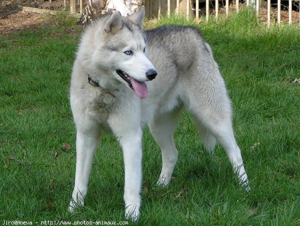 Photo de Husky siberien