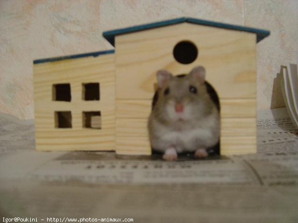 Photo de Hamster