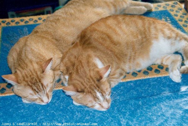 Photo de Chat domestique