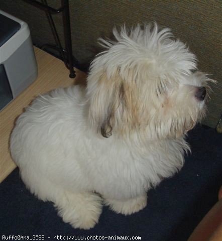 Photo de Coton de tulear