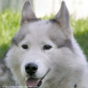 Photo de Husky siberien