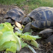 Photo de Tortue