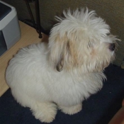 Photo de Coton de tulear