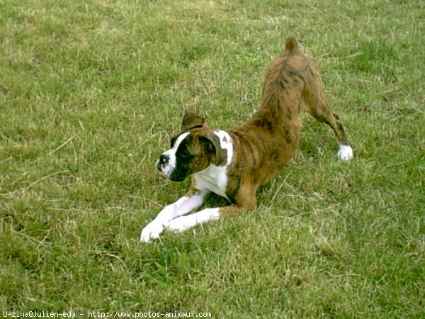 Photo de Boxer