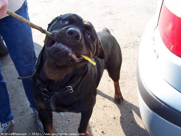 Photo de Rottweiler