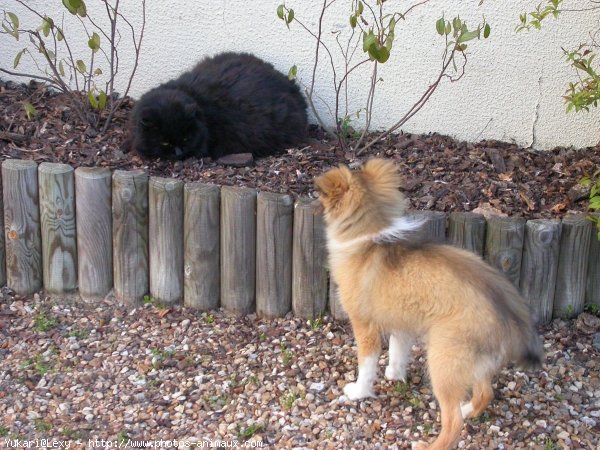 Photo de Chien de berger des shetland