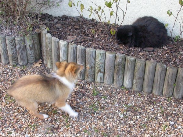 Photo de Chien de berger des shetland