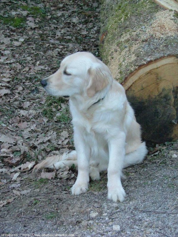 Photo de Golden retriever