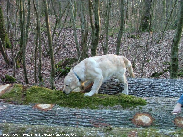 Photo de Golden retriever