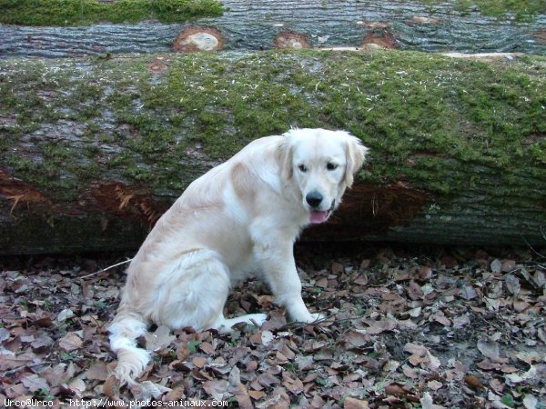 Photo de Golden retriever