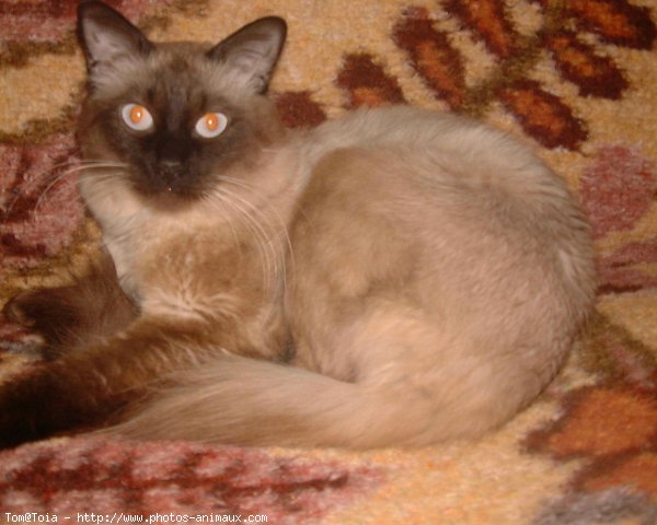 Photo de Sacr de birmanie