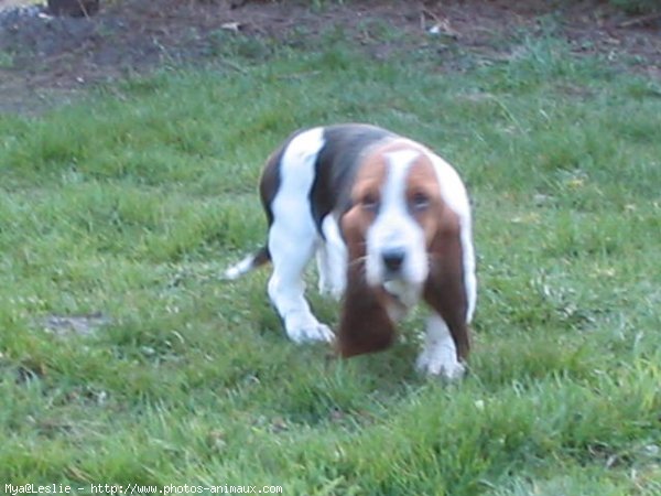 Photo de Basset hound