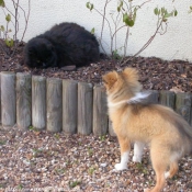 Photo de Chien de berger des shetland