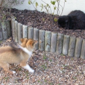 Photo de Chien de berger des shetland