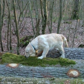 Photo de Golden retriever