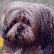 Photo de Lhassa apso