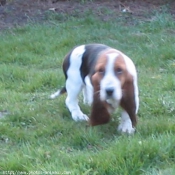 Photo de Basset hound