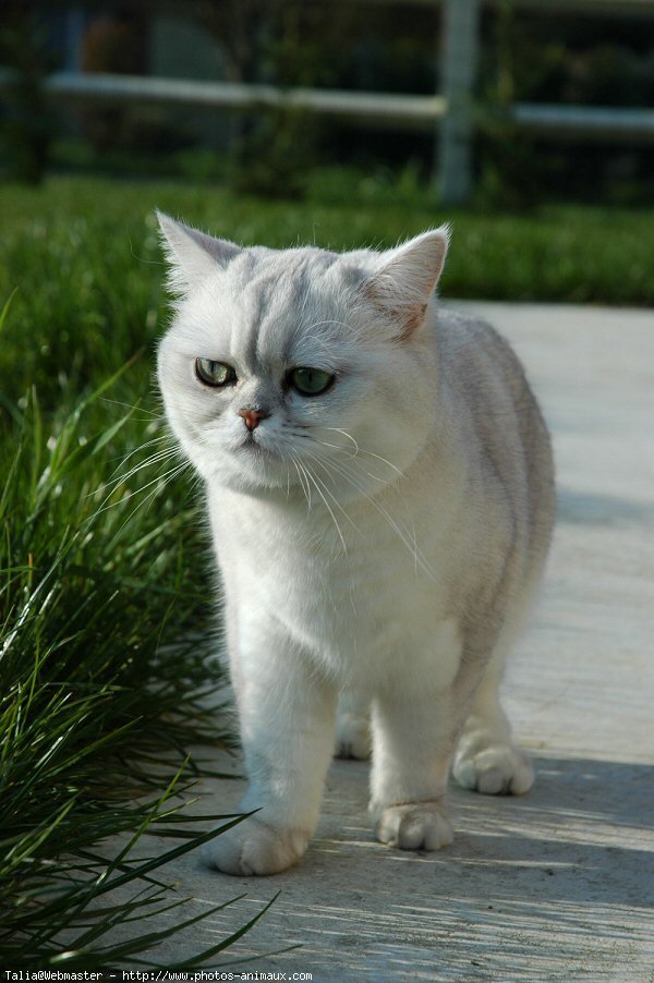 Photo d'Exotic shorthair