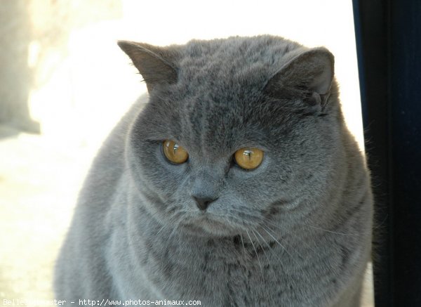 Photo de British shorthair