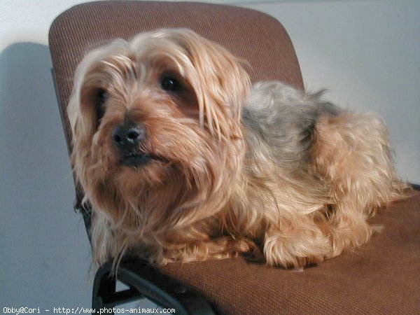 Photo de Yorkshire terrier