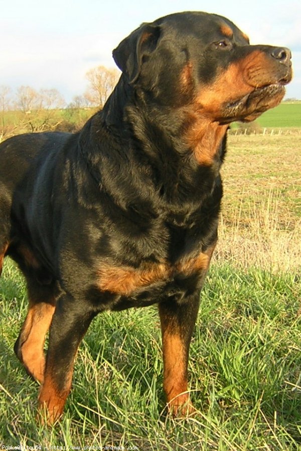 Photo de Rottweiler