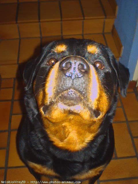 Photo de Rottweiler