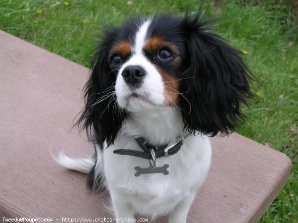 Photo de Cavalier king charles spaniel