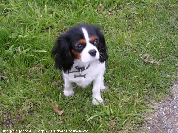 Photo de Cavalier king charles spaniel