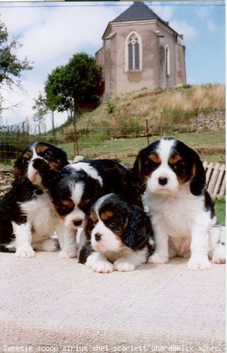 Photo de Cavalier king charles spaniel