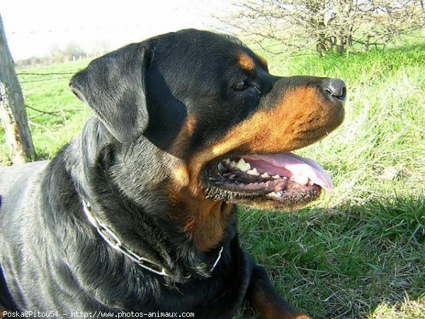 Photo de Rottweiler