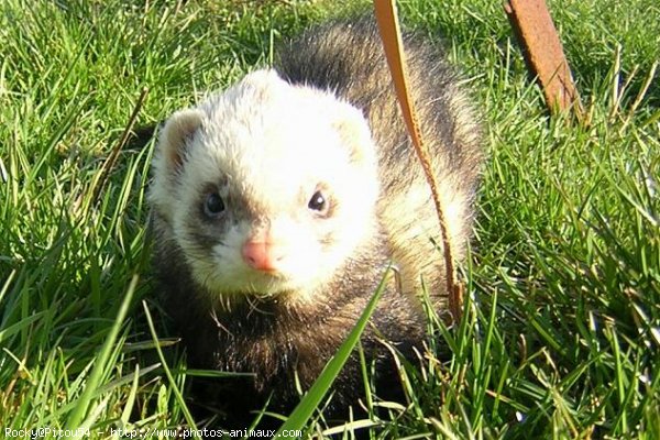 Photo de Furet