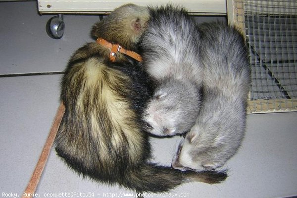 Photo de Furet