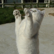 Photo d'Exotic shorthair