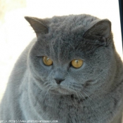 Photo de British shorthair