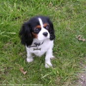 Photo de Cavalier king charles spaniel