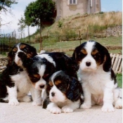 Photo de Cavalier king charles spaniel