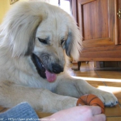 Photo de Chien de berger yougoslave de charplanina