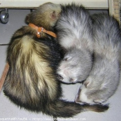 Photo de Furet