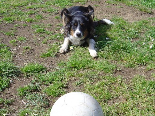 Photo de Border collie