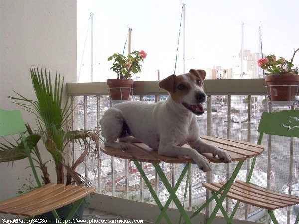 Photo de Jack russell terrier