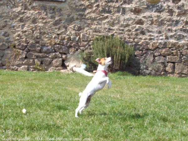 Photo de Jack russell terrier