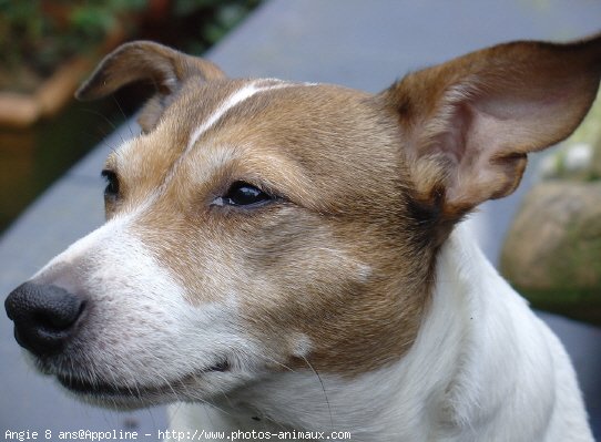 Photo de Jack russell terrier