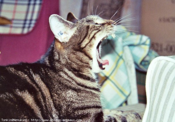 Photo de Chat domestique