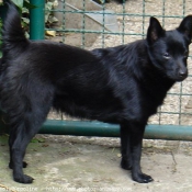 Photo de Schipperke