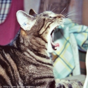 Photo de Chat domestique