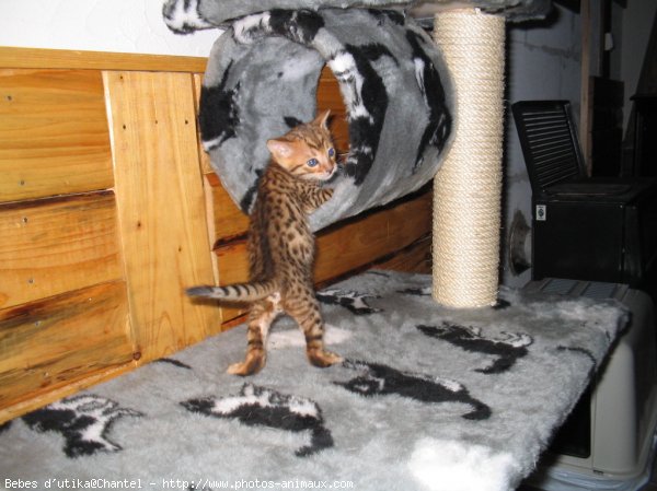 Photo de Bengal