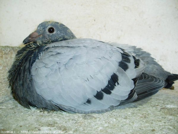 Photo de Pigeon