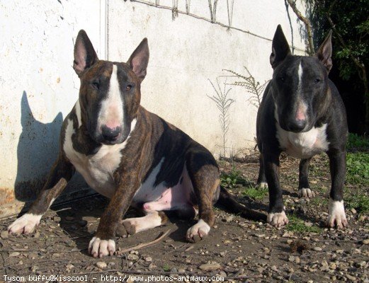 Photo de Bull terrier miniature