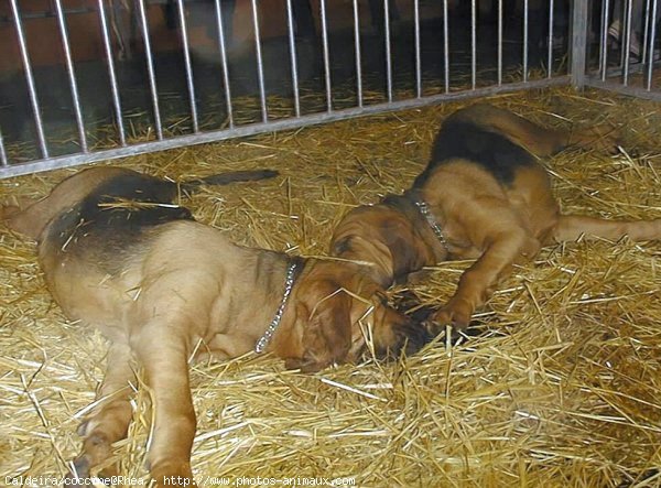 Photo de Chien de saint-hubert