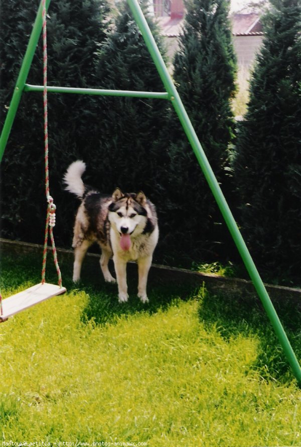 Photo de Malamute de l'alaska